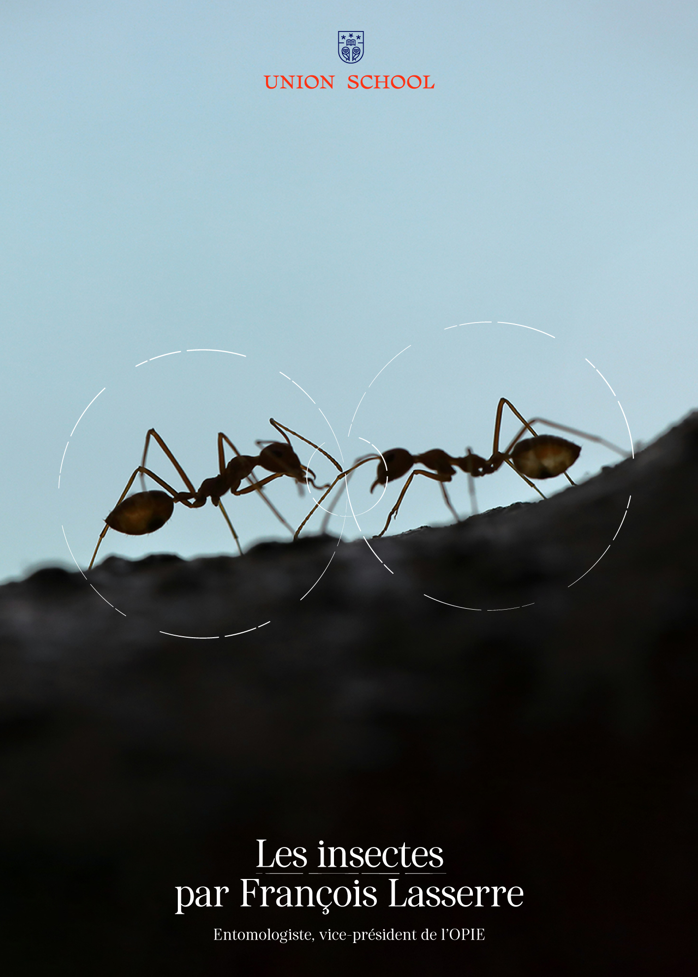 insectes-4